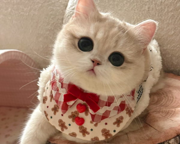 Vaccinations Protect Cats from Serious Illness