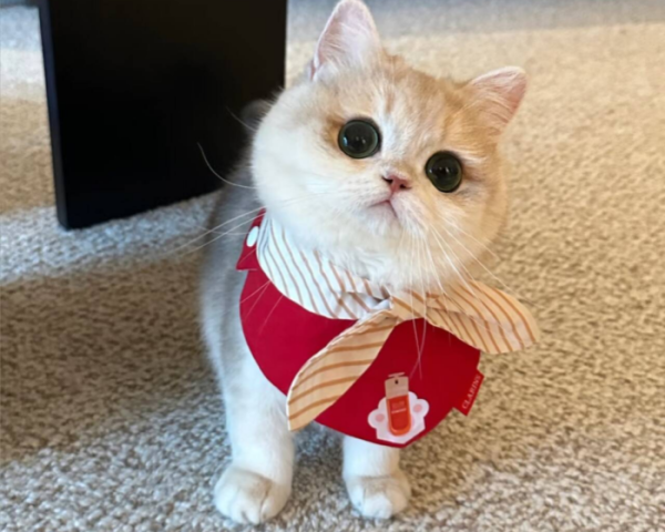 Cats Communicate Through Body Language More Than Sound